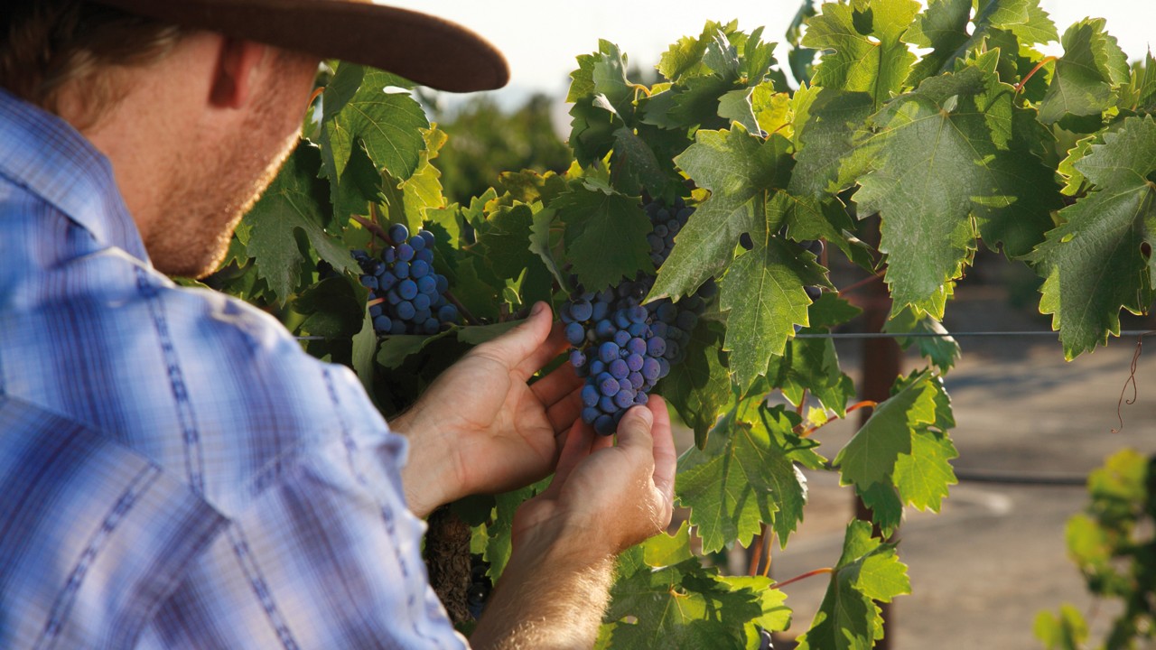 Винодел осматривает виноград на винограднике.