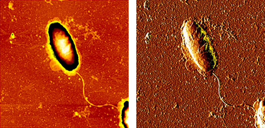 AFM images of h. pylori bacterium -- height image on left, deflection image on right