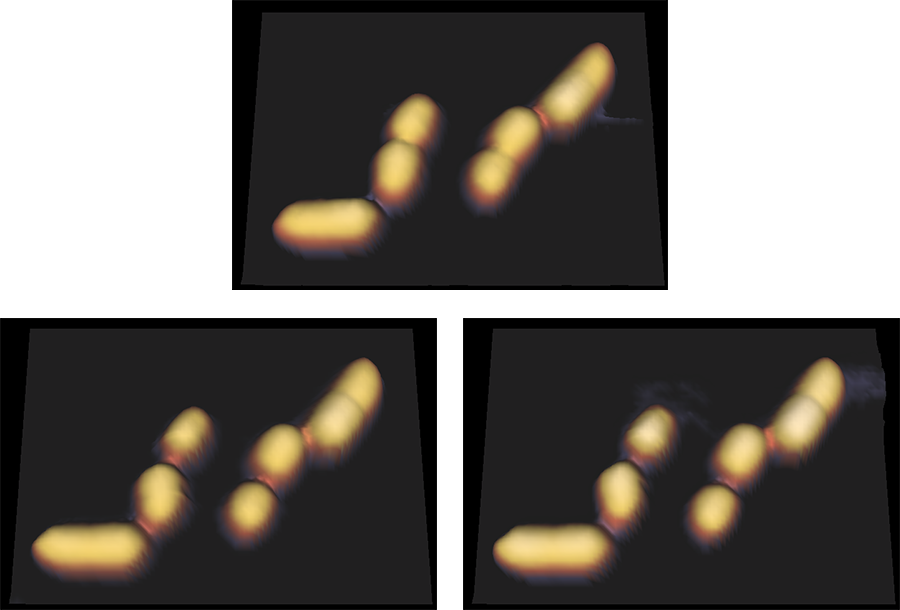 AFM images of E-coli bacteria during cell division