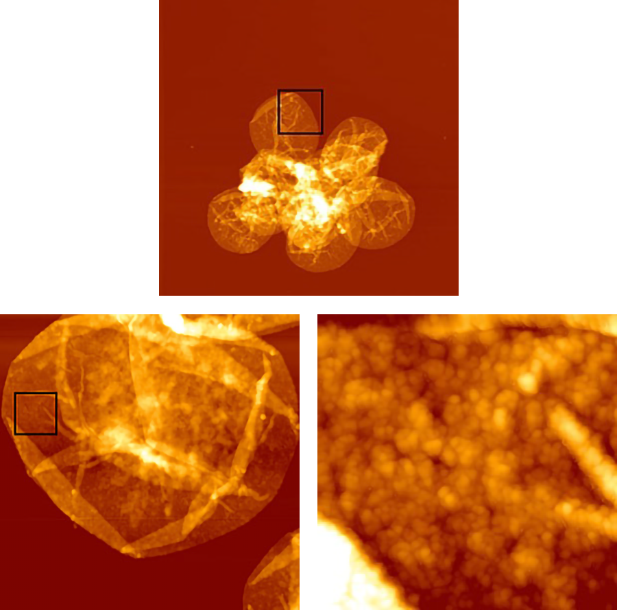 AFM images of hollow microcapsules