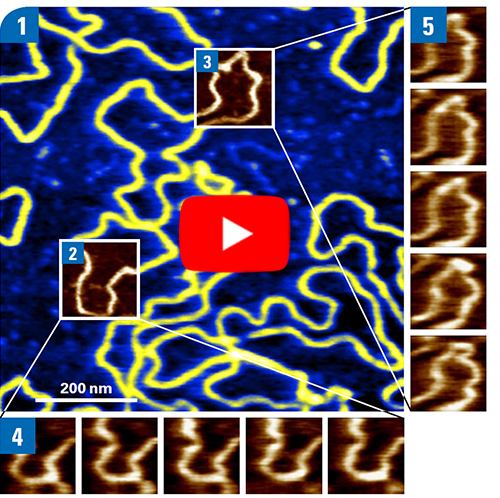 Individual DNA molecules imaged in fluid on mica+PLO in closed loop. Sequences [4] + [5] are imaged at 50 frames/sec. Click on the image to watch the video.