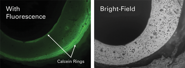 Fluorescence Microscopy - Nanomechanical Testing