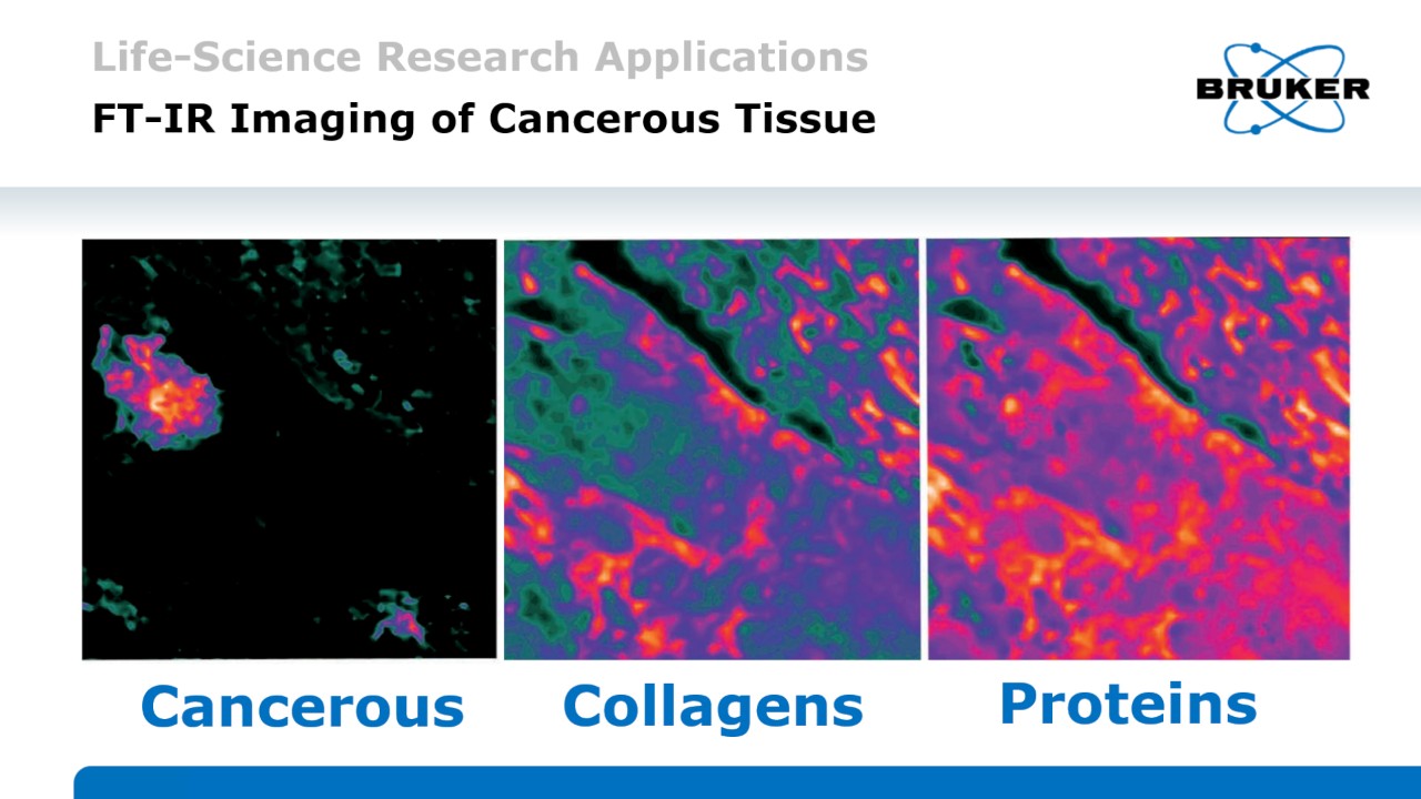 Infrared Imaging in Biology Bruker