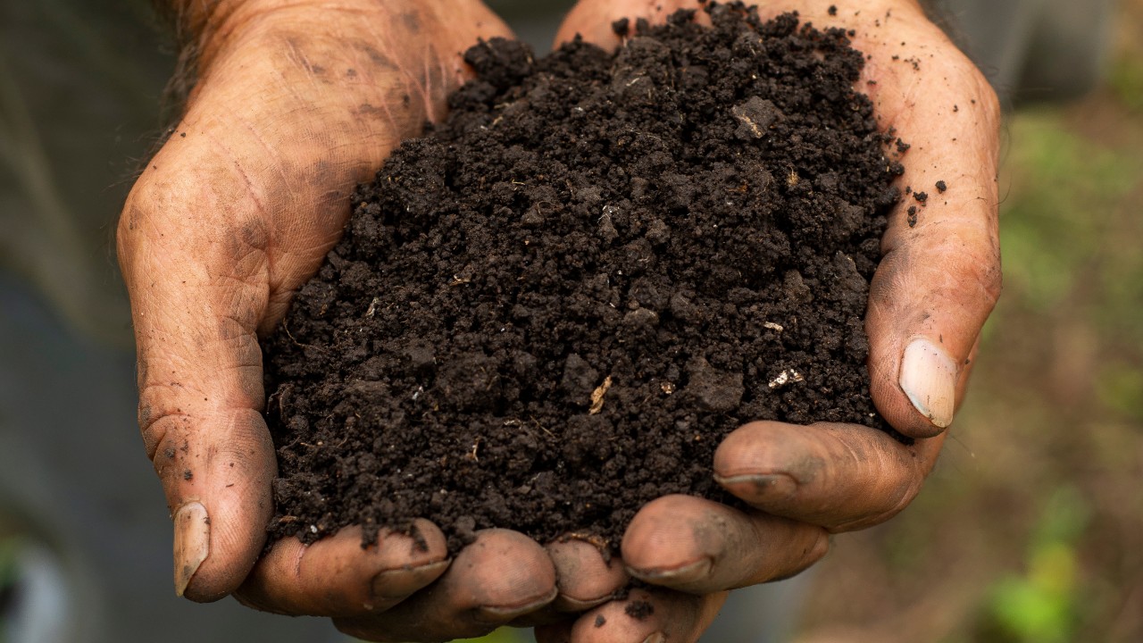 Soil Analysis, soil in a hand