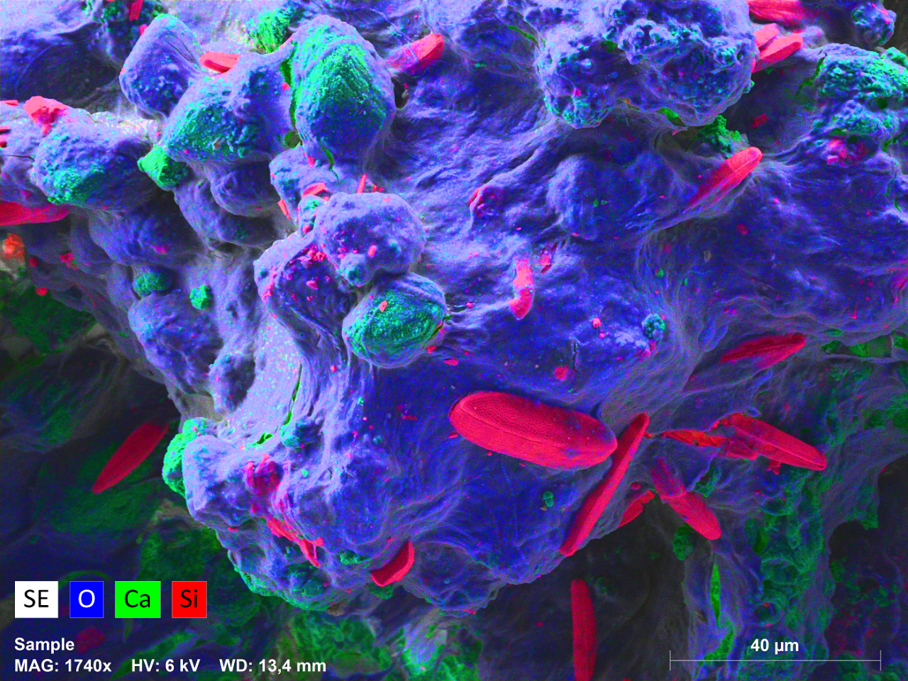微生物垫表面的元素分布图。垫体主要由生物膜基质构成，其氧元素符号特征显著。可见硅质硅藻嵌入垫体之中。