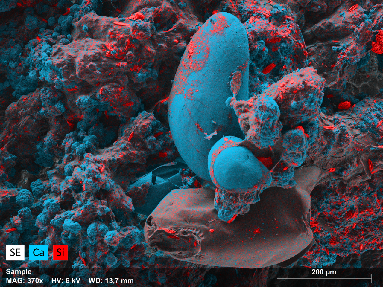 微生物垫图像，显示嵌入其中的硅基硅藻及大片钙基区域