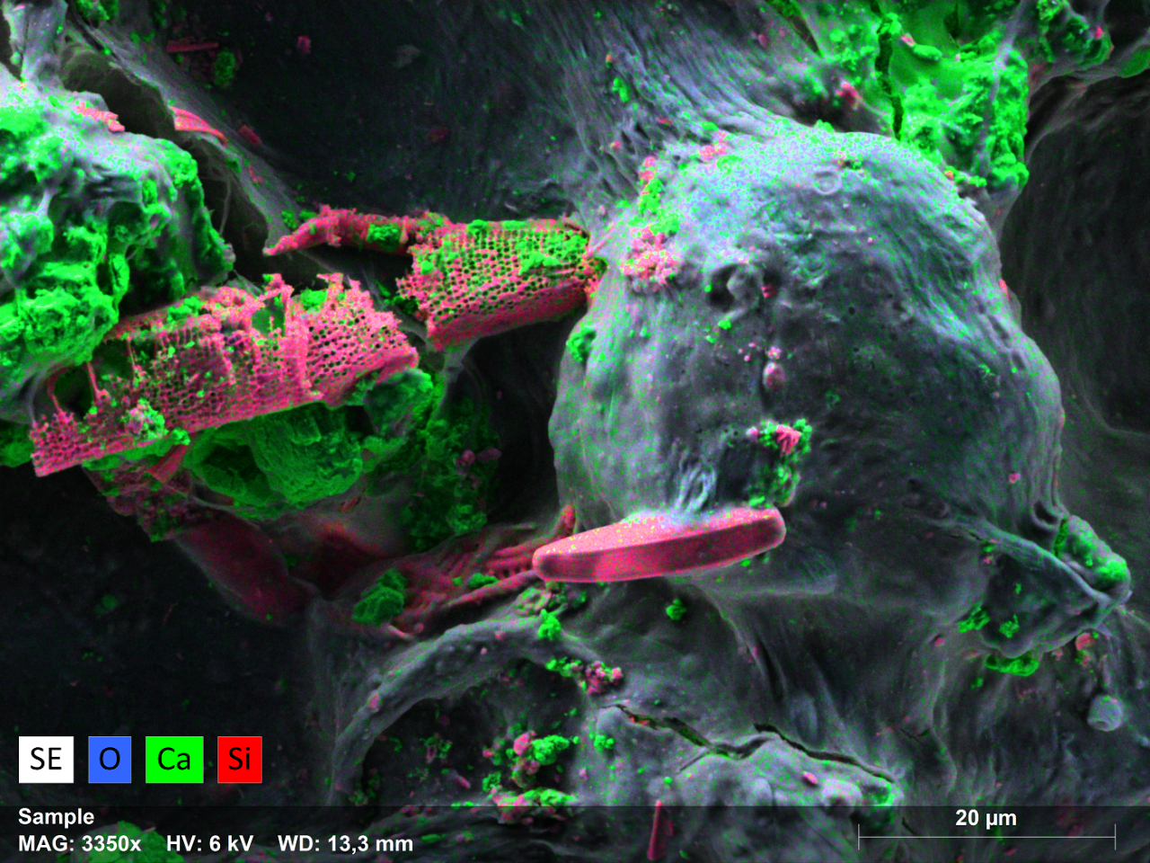附着在蓝绿色生物膜基质上的硅藻（红色）和碳酸钙晶体（绿色）。