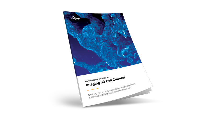E-Book: Light-Sheet Imaging 3D Cell Cultures E-Book | Bruker