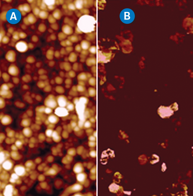 使用PeakForce TUNA模块获得的垂直碳纳米管层的形貌（A）和电流分布（B）图。该结果使用传统的接触模式无法获得。扫描范围为1 μm。