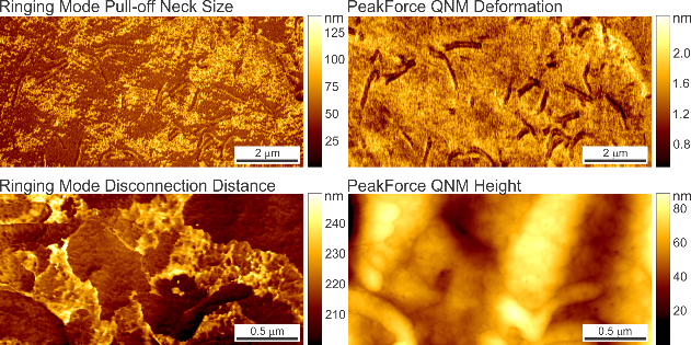 Ringing Mode + PeakForce QNM images simultaneously obtained on a human melanoma cell. Bright areas in the Pull-off Neck Height image indicate areas of the cell membrane that form a longer, more stable neck between the sample and AFM tip during pull-off. All four data channels provide independent information demonstrating the richness of the data available. 
