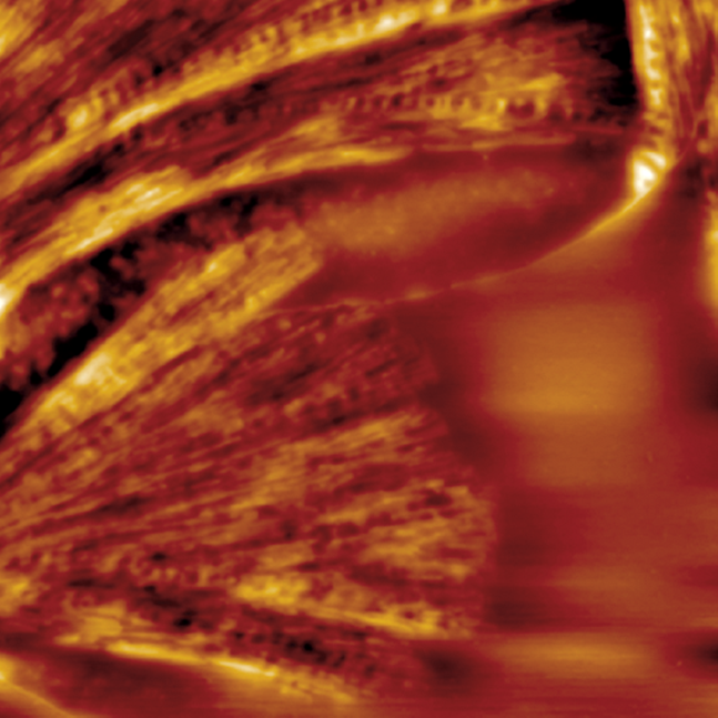 尺寸 FastScan AFM - 温度控制和热分析