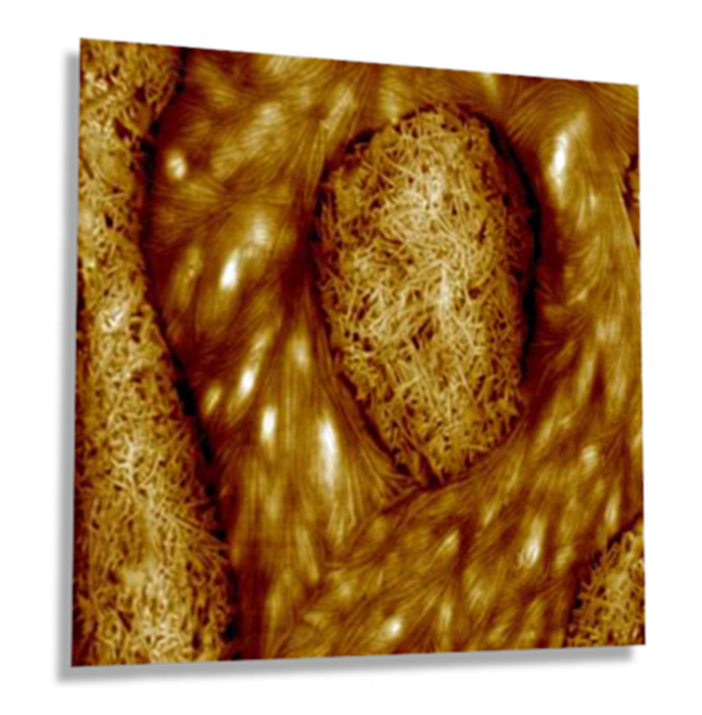 Multimode 8-HR AFM - sPP 和 PEO 共混物图像