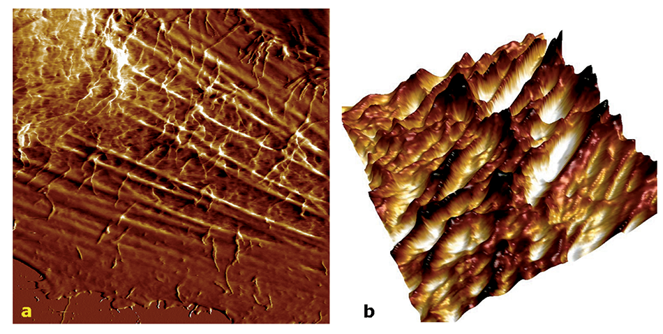 Images of living glioblastoma cells by PeakForce QNM and the BioScope Catalyst AFM.