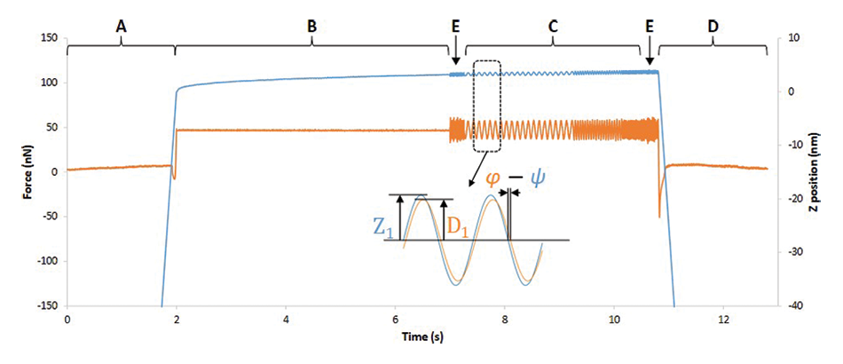 AFM-nDMA force and Z position data showing contact, preload, creep, modulation phases, and key amplitude-phase parameters.