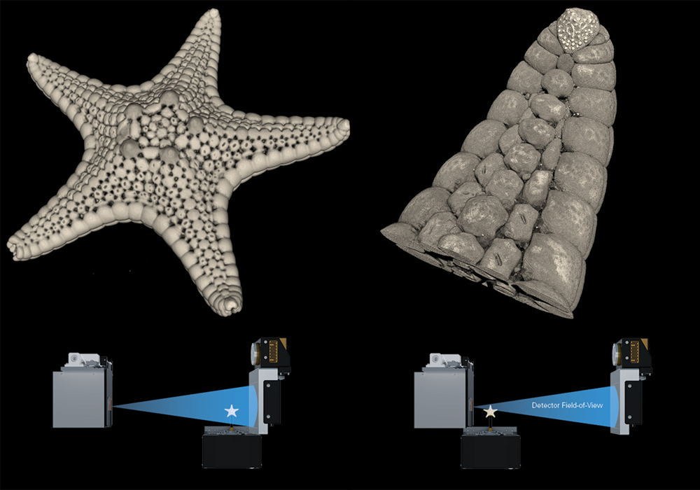 平板探测器对海星进行显微 CT 成像/三维 XRM 扫描。