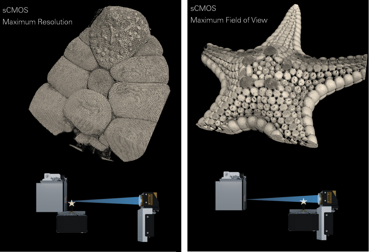 sCMOS 探测器对海星进行显微 CT 成像/三维 XRM 扫描。